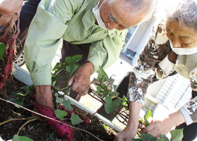 6月畑作業