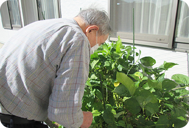 野菜の収穫